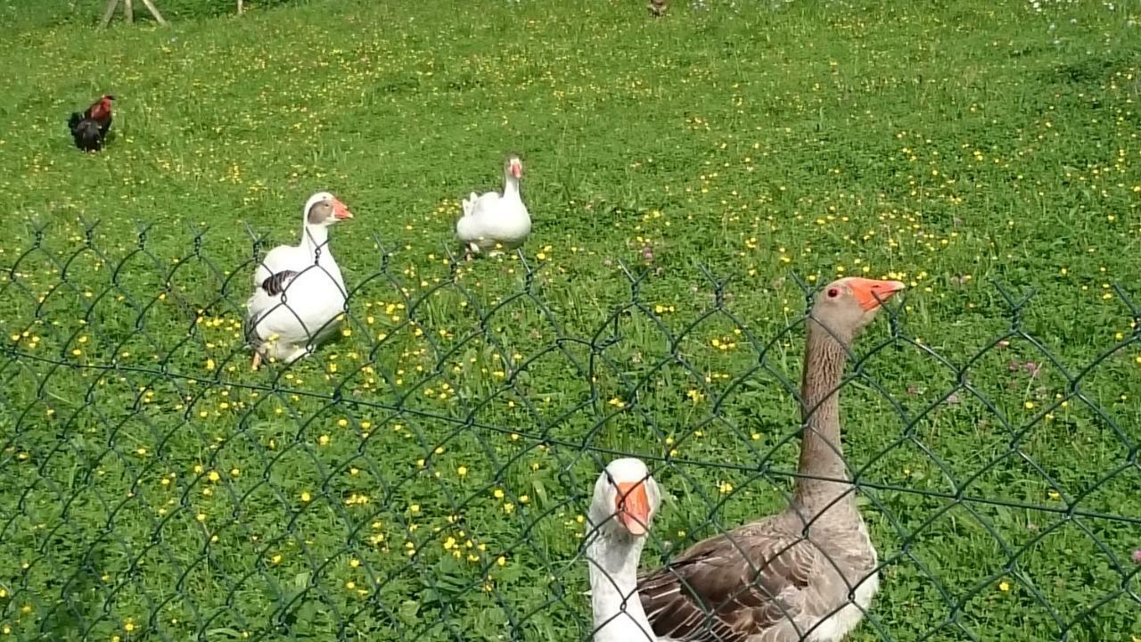 アレックス Ferme Familiale Chez Liliヴィラ エクステリア 写真