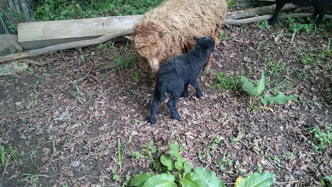 アレックス Ferme Familiale Chez Liliヴィラ エクステリア 写真
