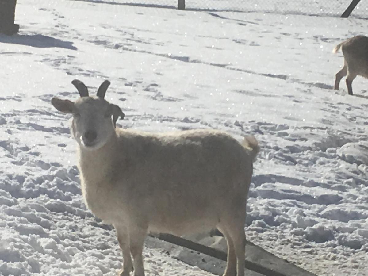 アレックス Ferme Familiale Chez Liliヴィラ エクステリア 写真